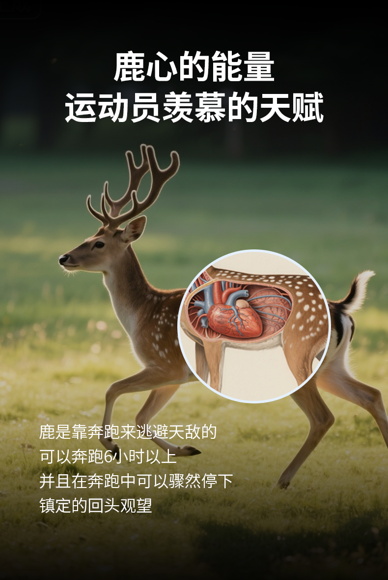 详情-拷贝-恢复的2_05.jpg
